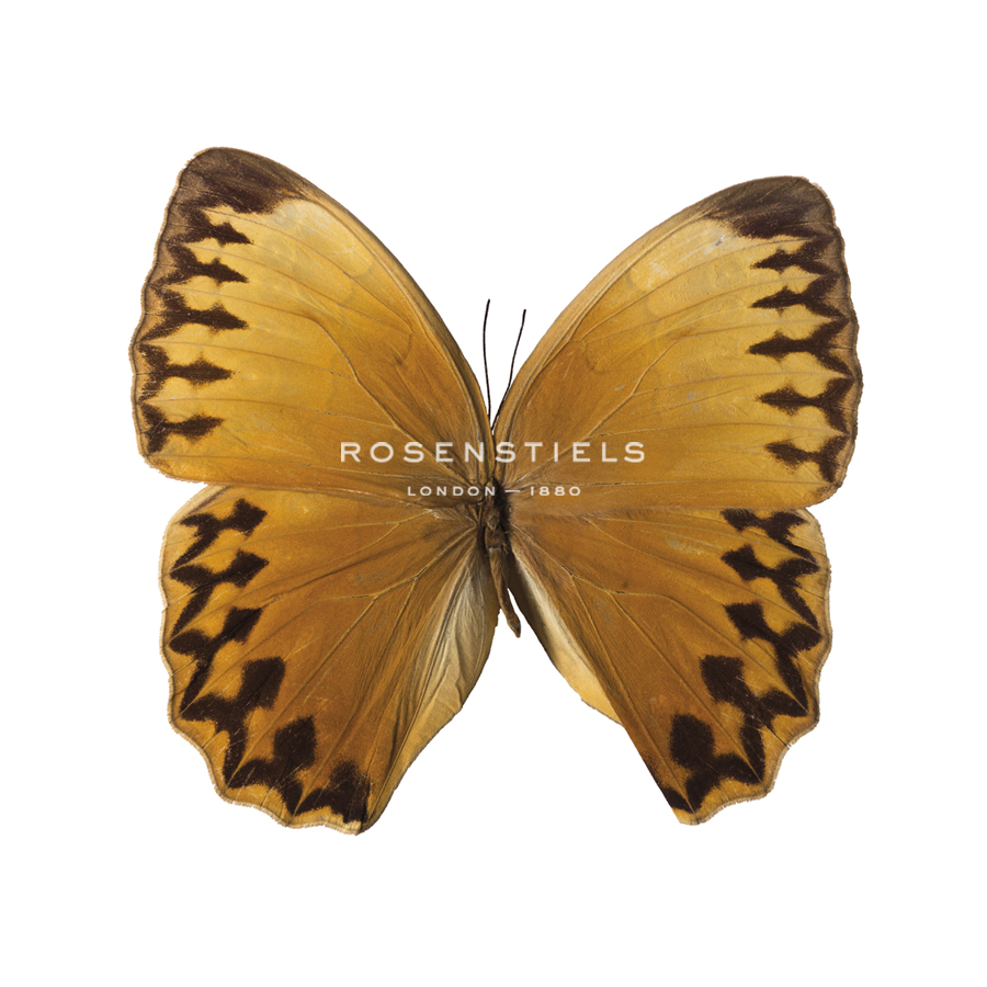 Bittersweet Wings - Assaf Frank