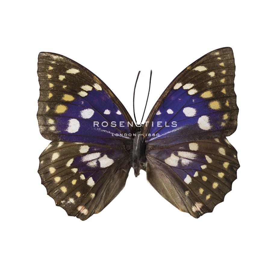 Violet Wings - Assaf Frank