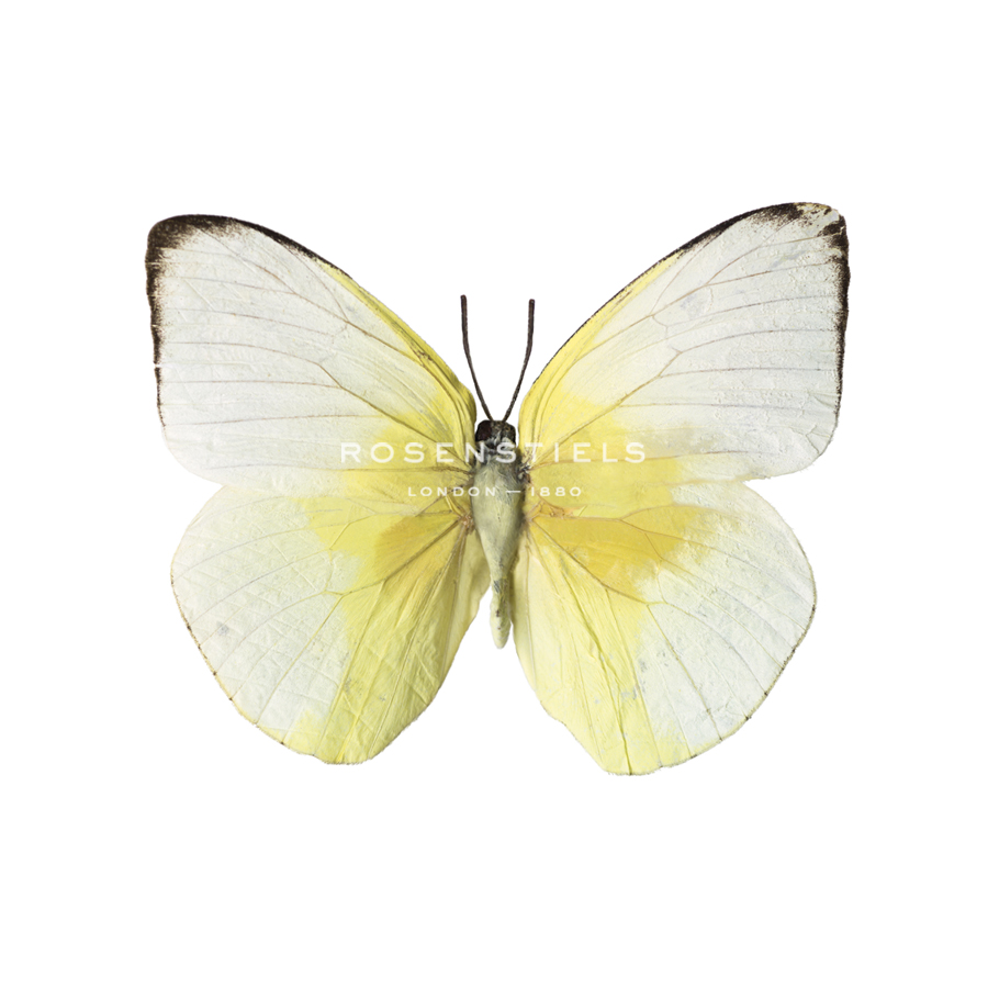 Lemon Butterfly - Assaf Frank
