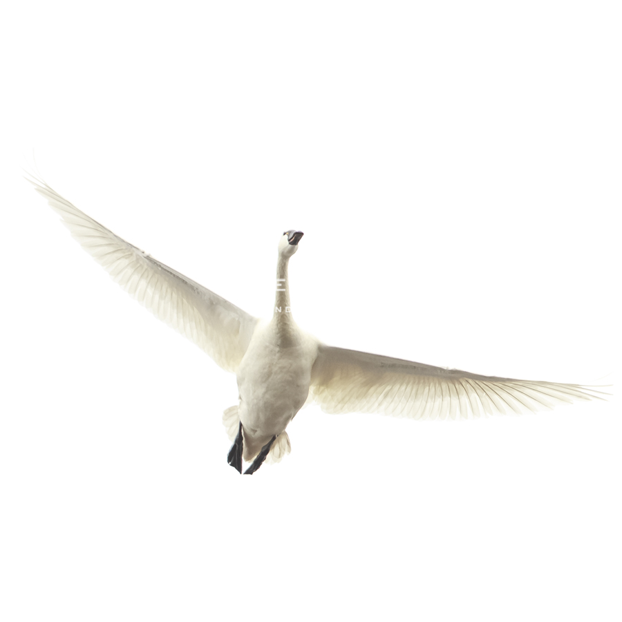 Lone Swan - Wink Gaines