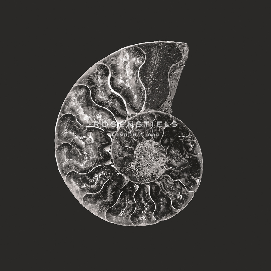 Ammonite Fossil - Still - Assaf Frank