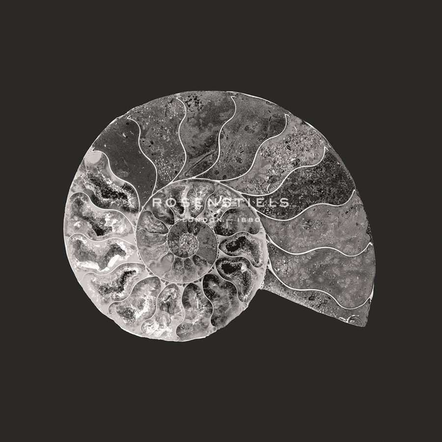 Ammonite Fossil - Focus - Assaf Frank