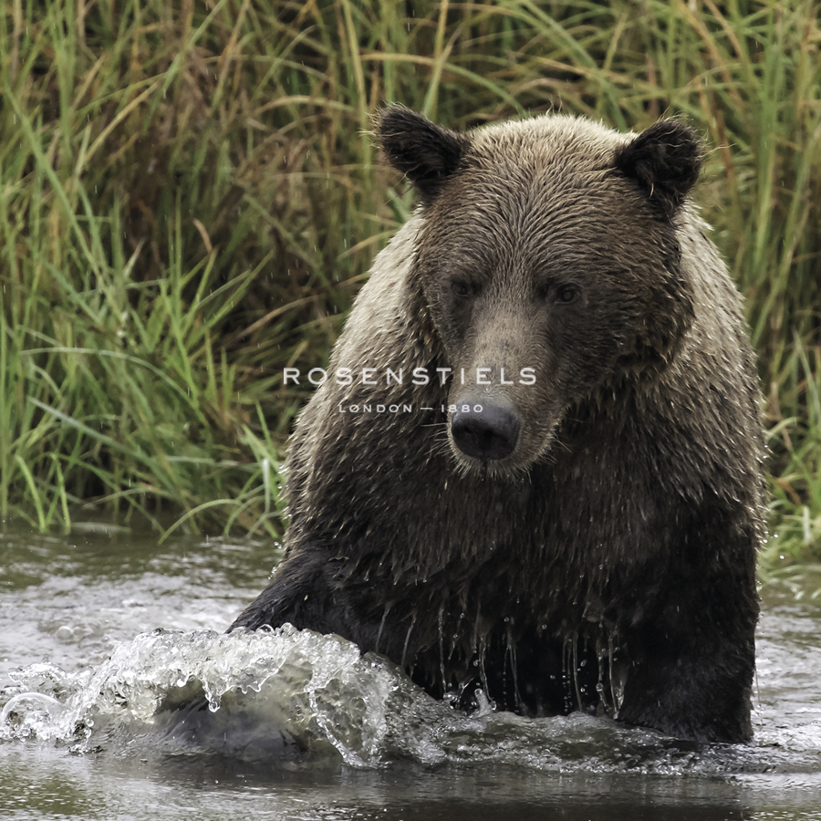 Looking for Dinner - Wink Gaines