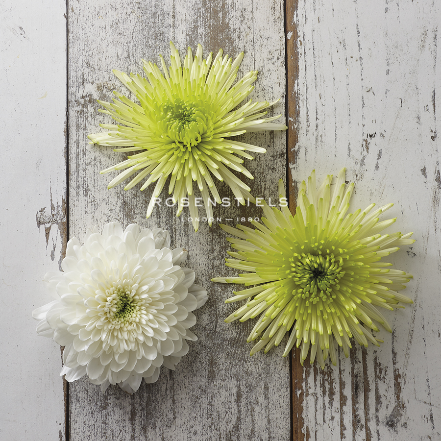 Rustic Trio - Camille Soulayrol