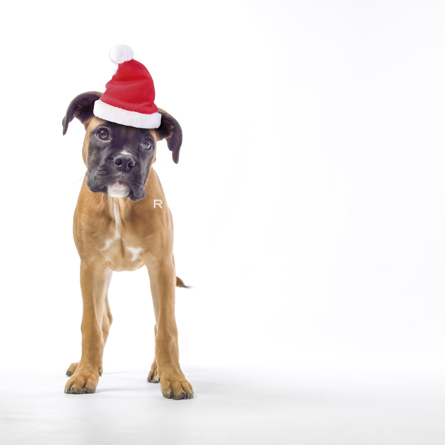 Santa Paws - Assaf Frank