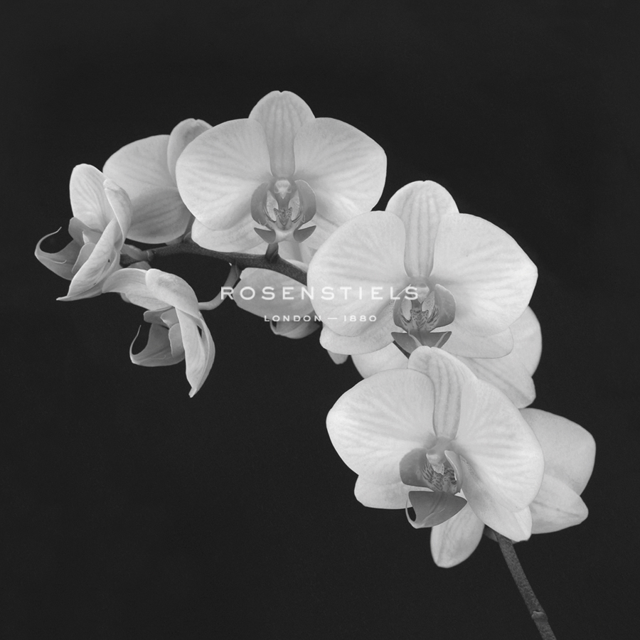 Orchid Illusion II - Katja Marzahn