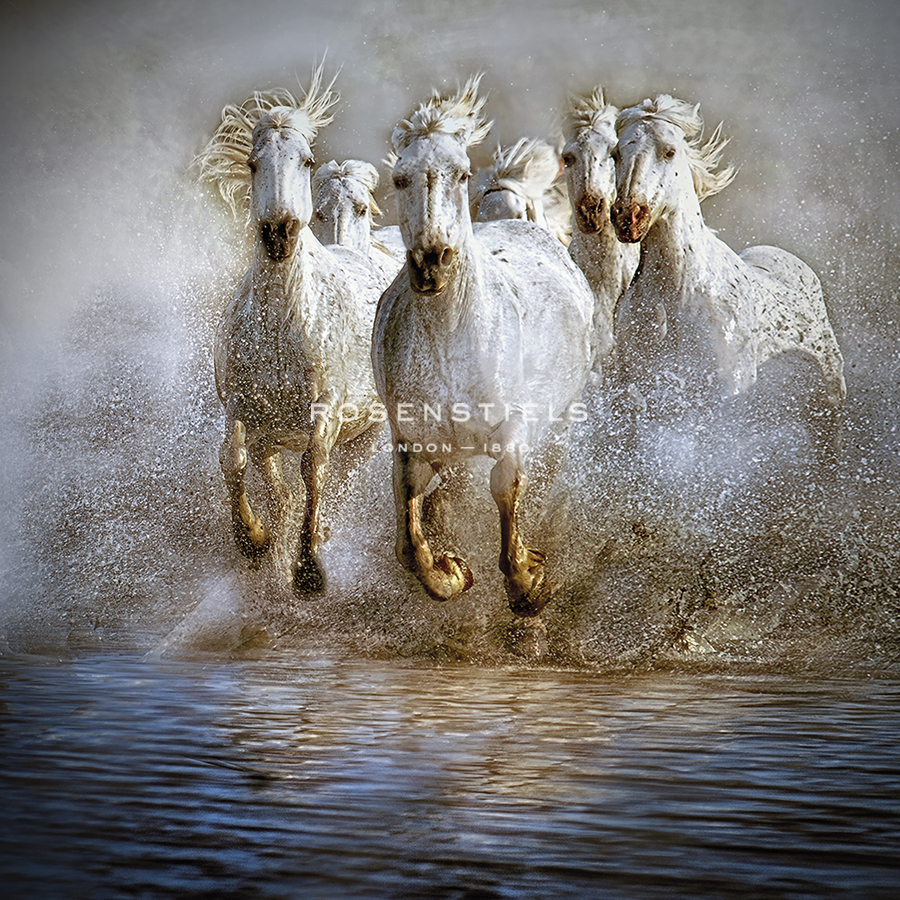 Water Camargue - Bobbie Goodrich