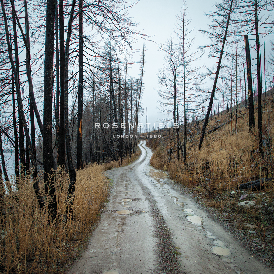 Forest Lane - Andrew Geiger