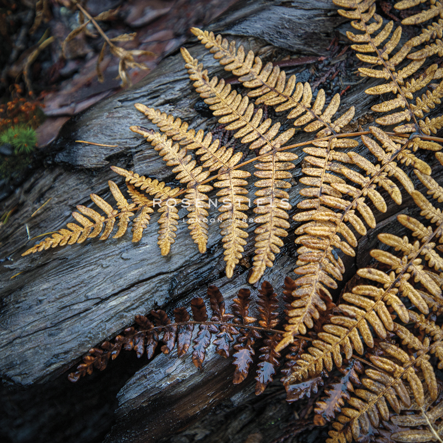 Autumn Elegance - Andrew Geiger