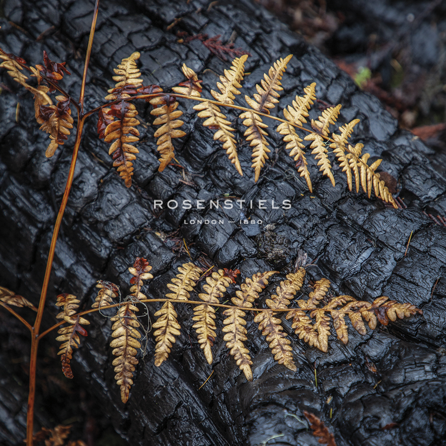 Autumn Grace - Andrew Geiger