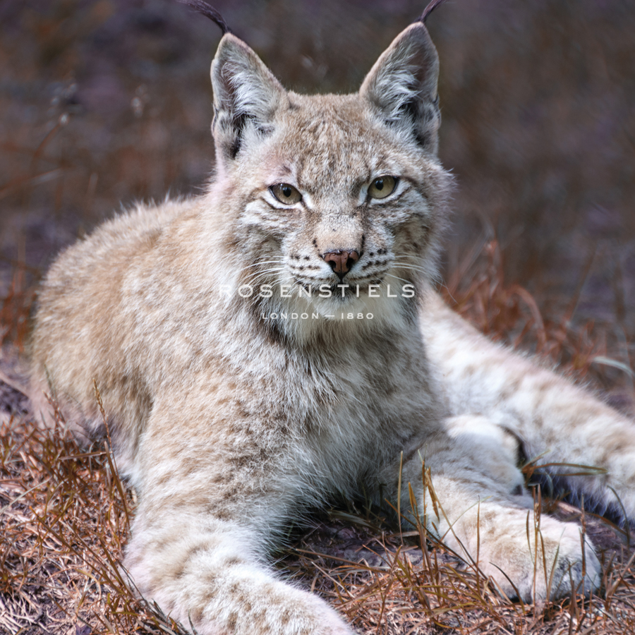 Poised - Andreas Stridsberg