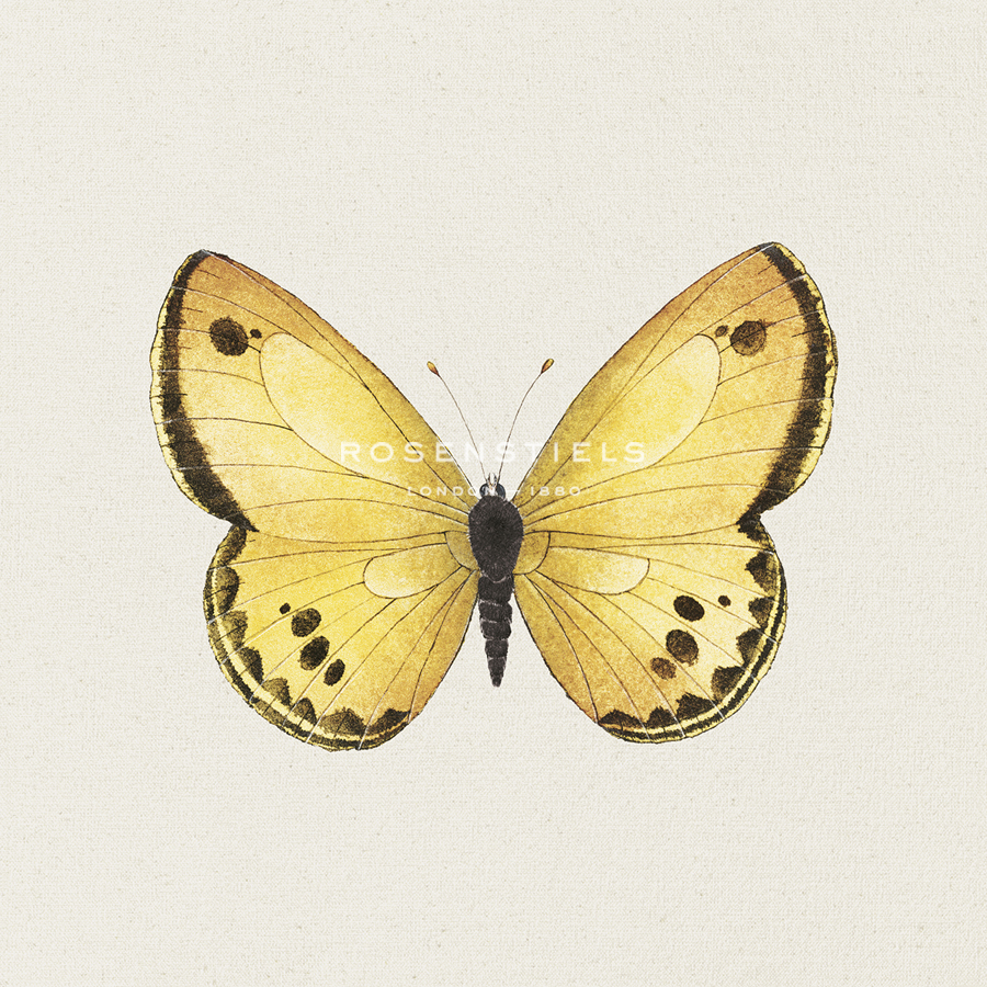 Butterfly Lemon - Sophie Golaz