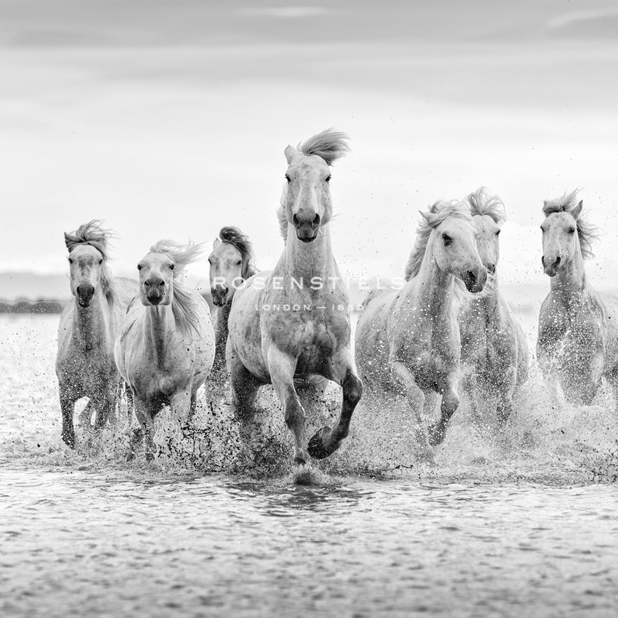 Spirited Splashing - Tim Mannakee