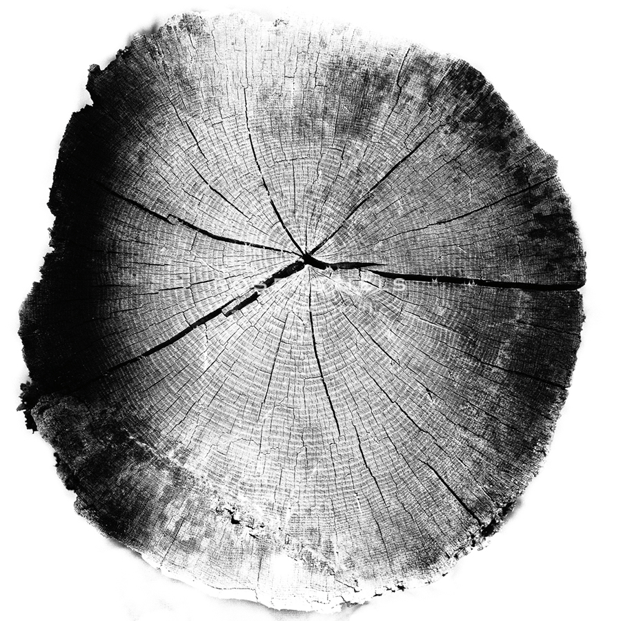 Timber Isolation - Sarah Hart Morgan