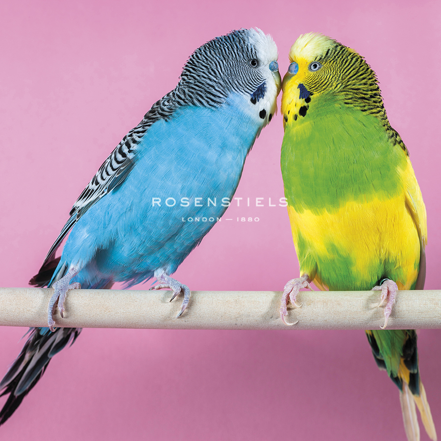 Birdsong - Duet - Assaf Frank