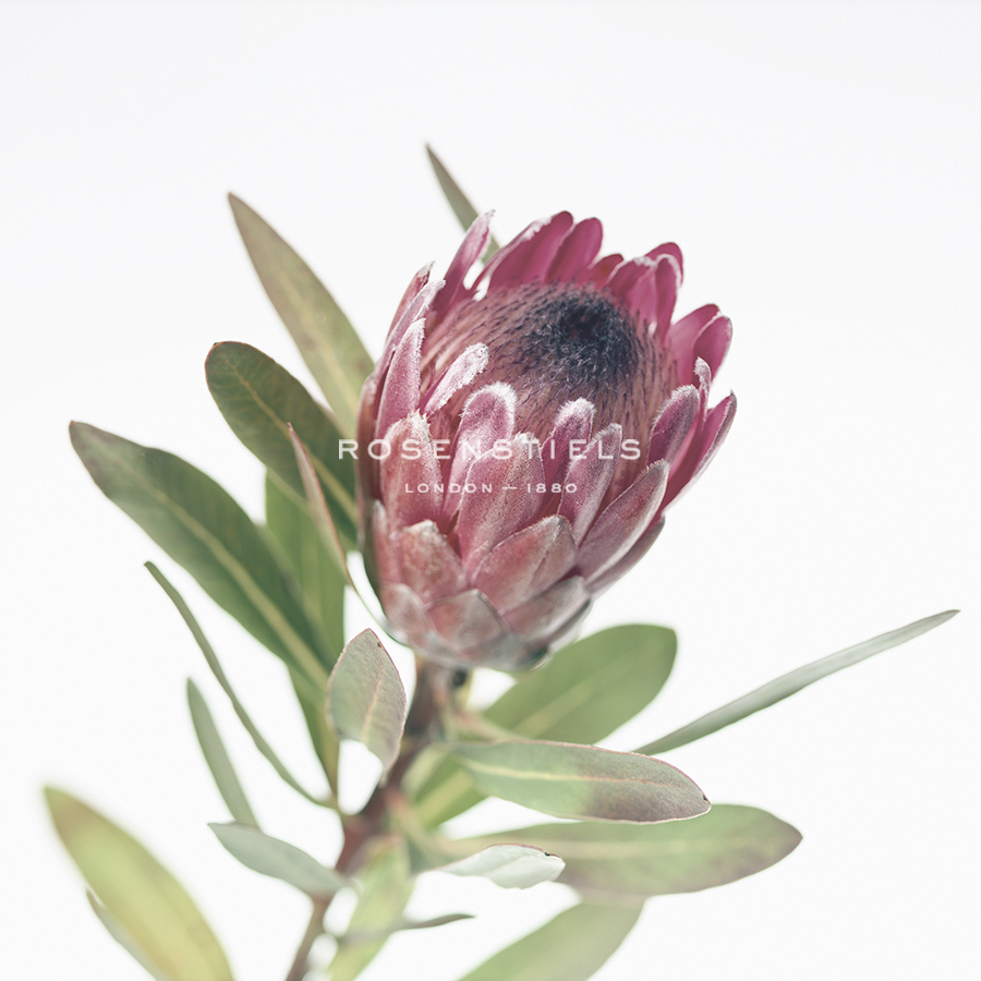 Protea Focus - Assaf Frank