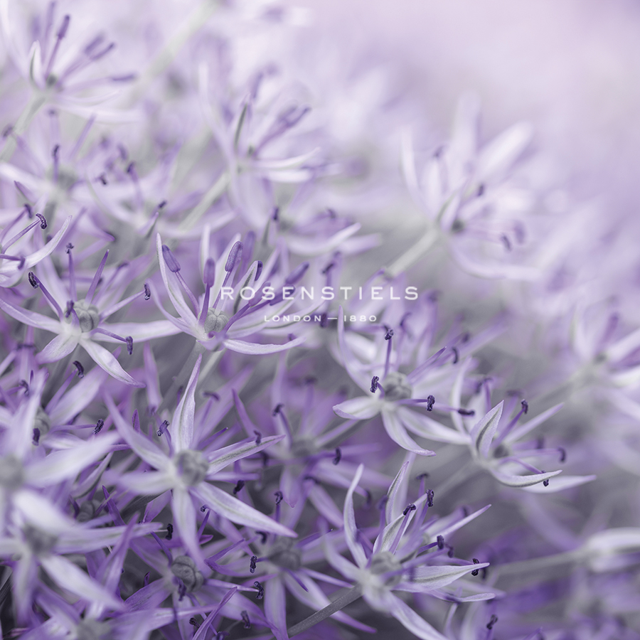 Allium Thistle - Assaf Frank