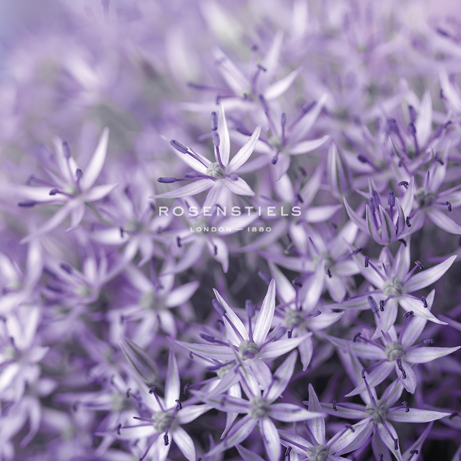 Allium Wisteria - Assaf Frank