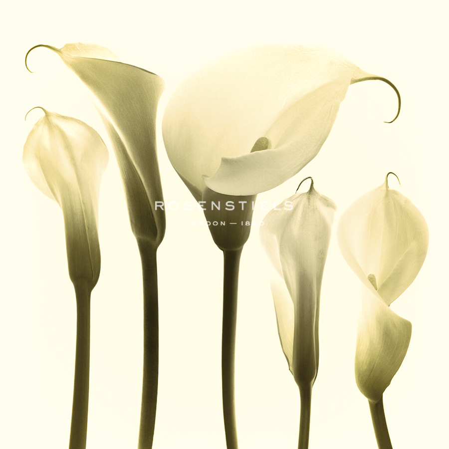 Lily Cluster - Katja Marzahn