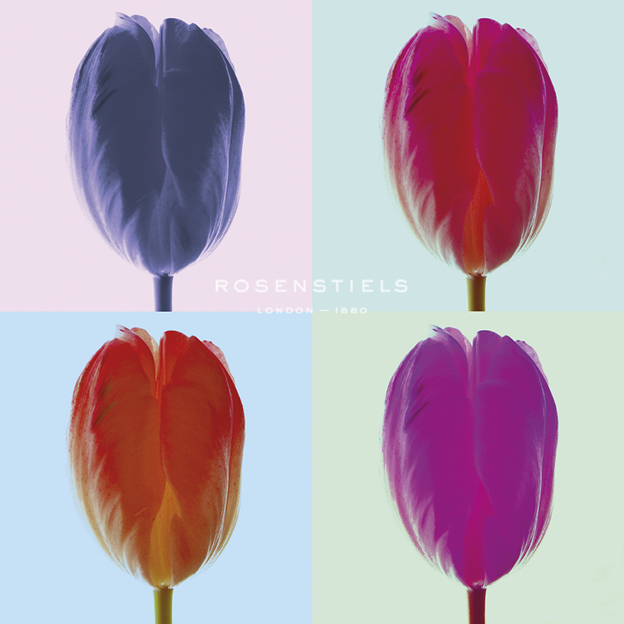 Tulip Quadrant I - Katja Marzahn