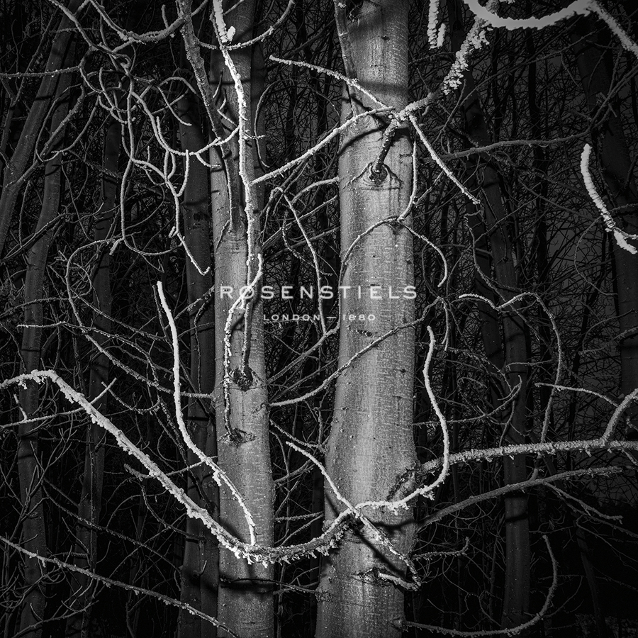 Stark Trees - Andrew Geiger