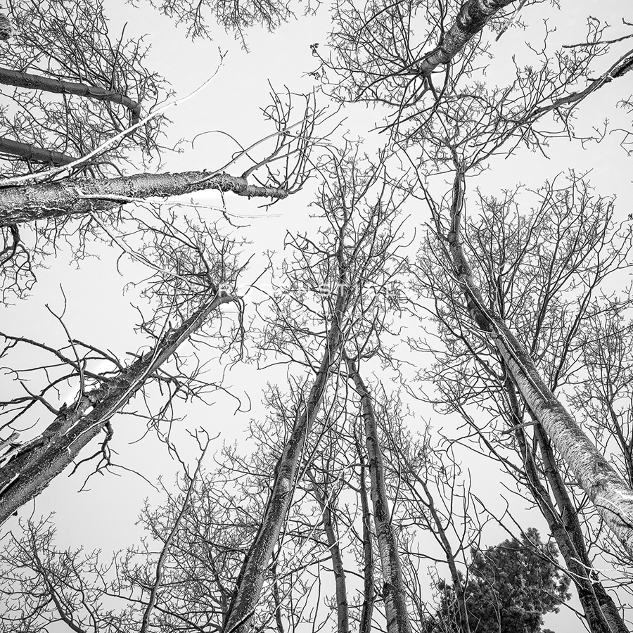 Bold Canopy - Andrew Geiger