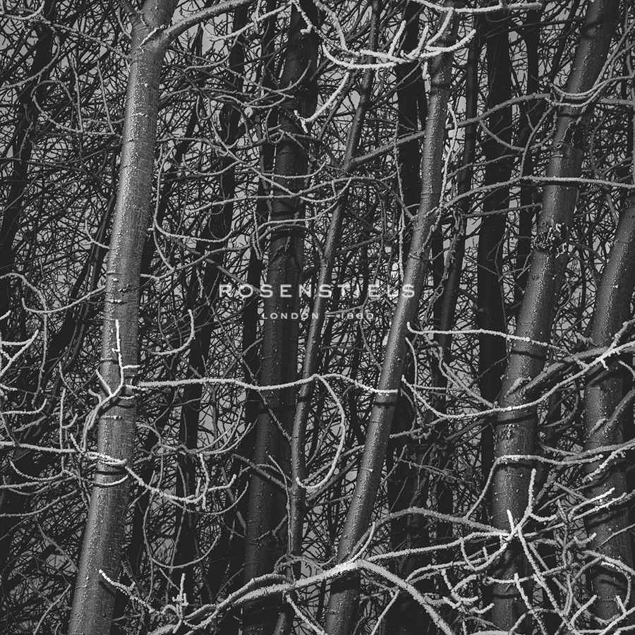 Thicket - Andrew Geiger