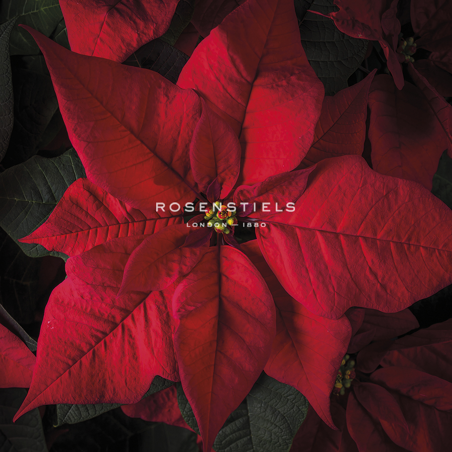 Poinsettia Center - Assaf Frank