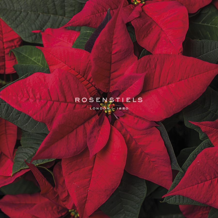 Poinsettia Focus - Assaf Frank