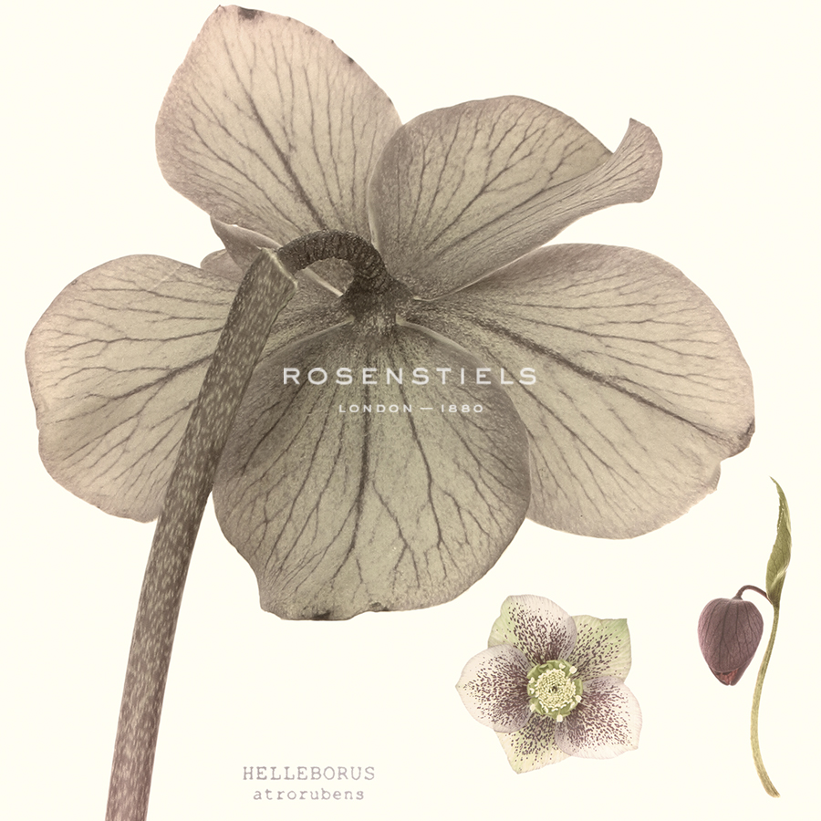 Hellebore II - Katja Marzahn