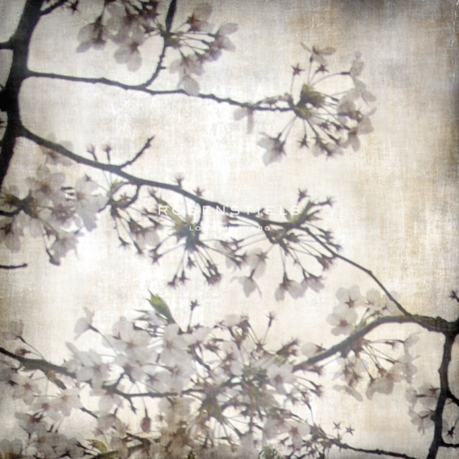Cherry Blossom Tree VI - Tony Koukos