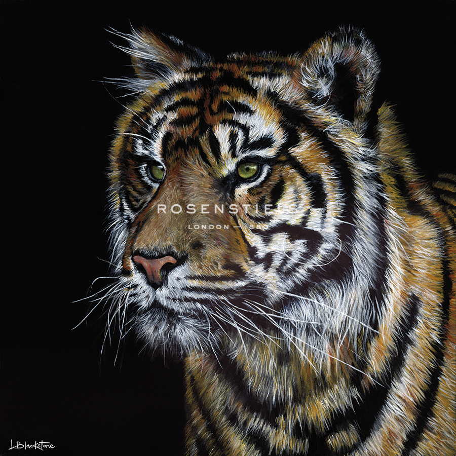 Sumatran Tiger - Lucy Blackstone