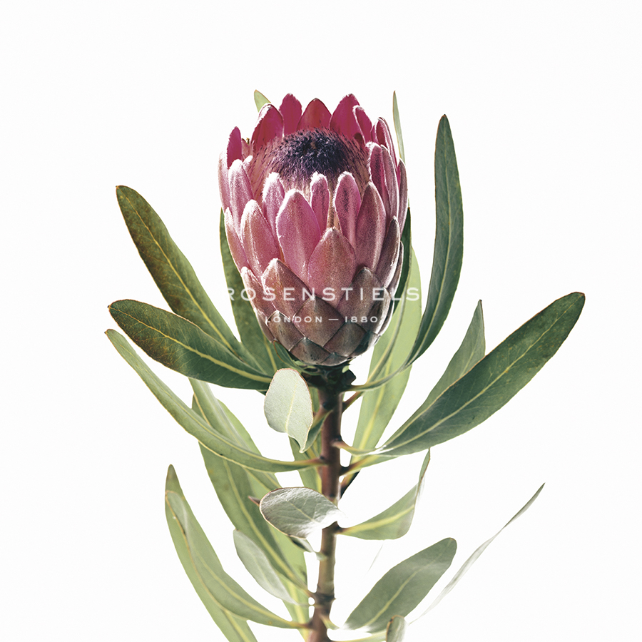 Protea Portrait Focus - Assaf Frank
