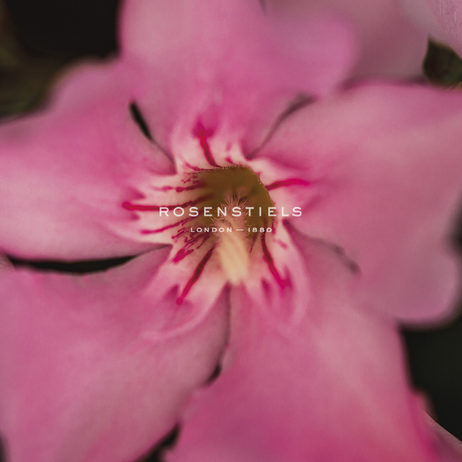 Orchid in Focus - Florian Schleinig