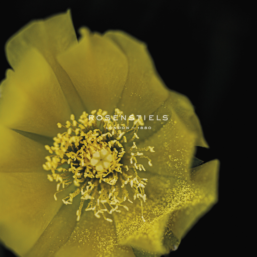 Luminous Petals - Florian Schleinig