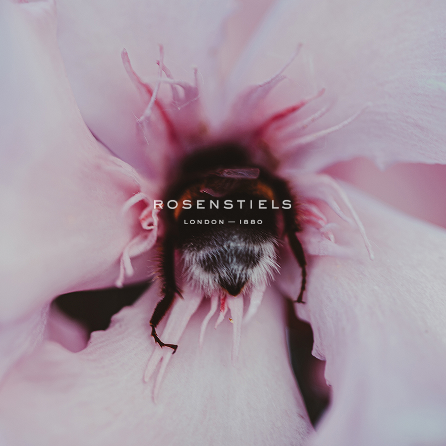 Bumblebee Bloom - Florian Schleinig