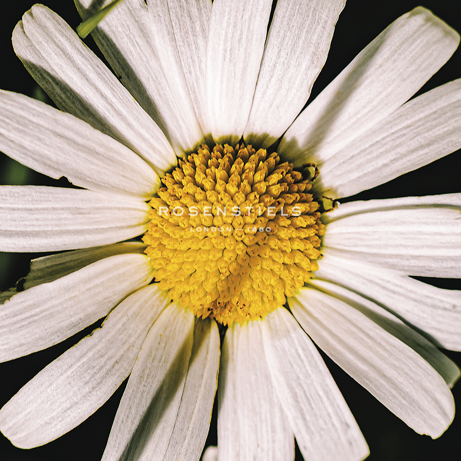 Daisy Detail - Florian Schleinig