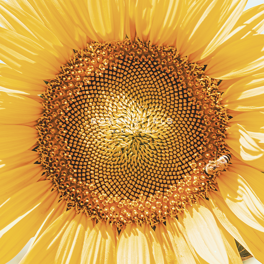 Sunflower Focus - Florian Schleinig