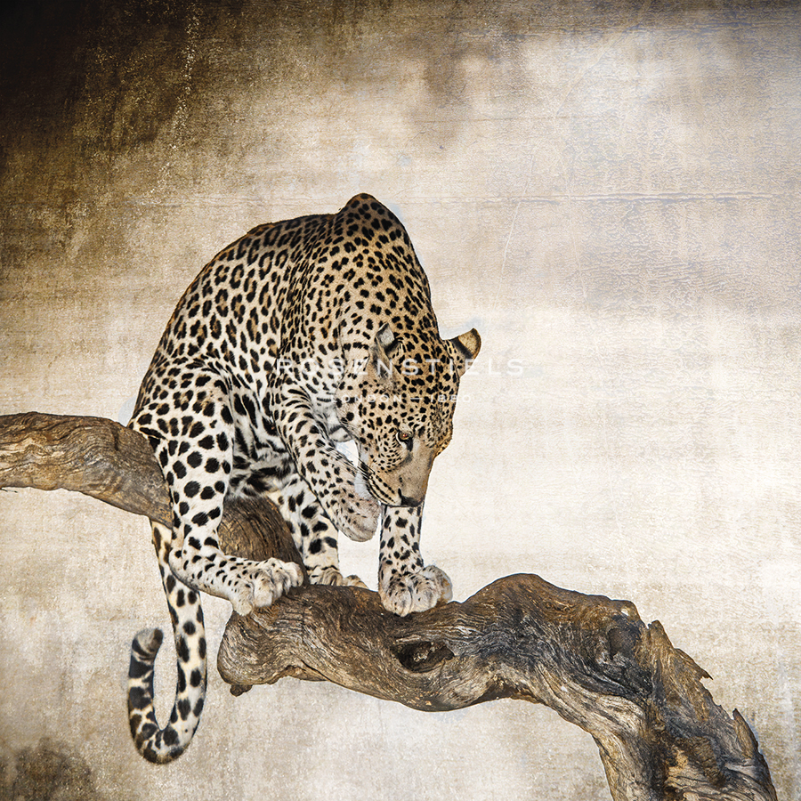 African Leopard - Bobbie Goodrich