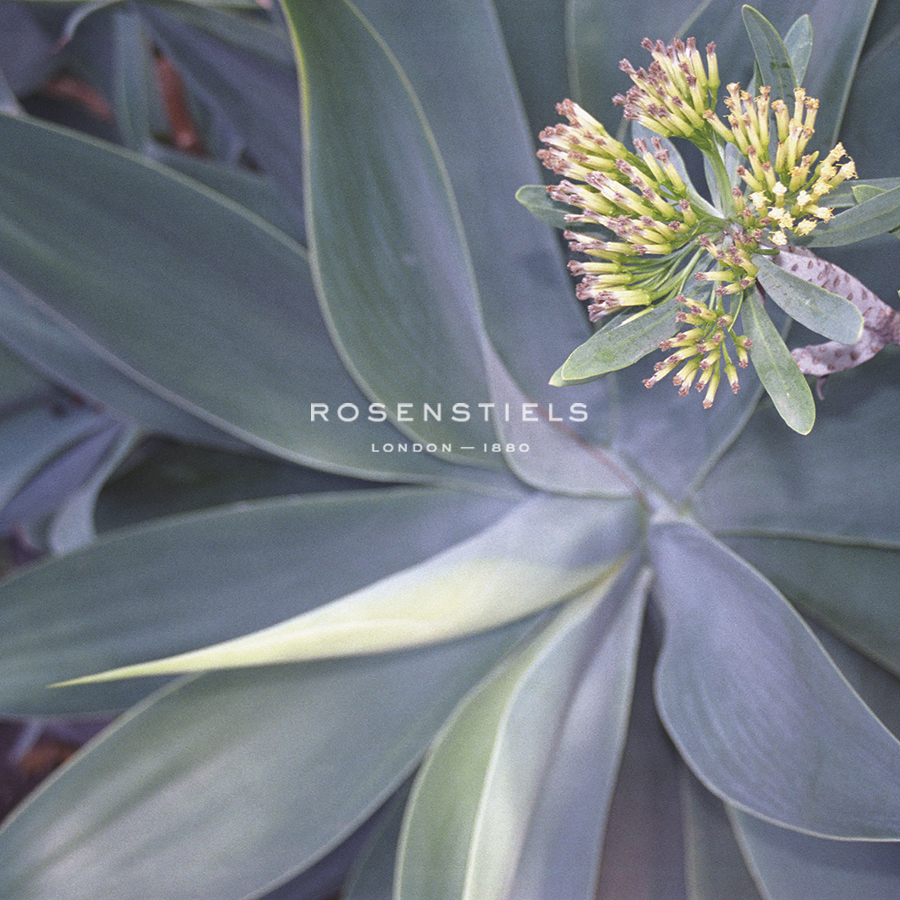 Botanicals Focus - Shine - Tony Koukos