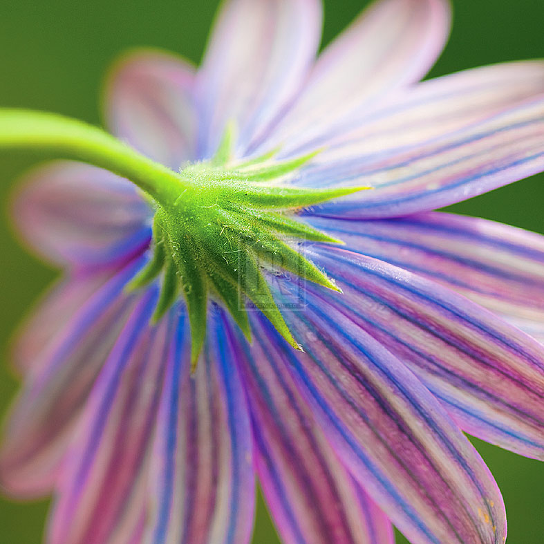 Fleur II - Joseph Eta