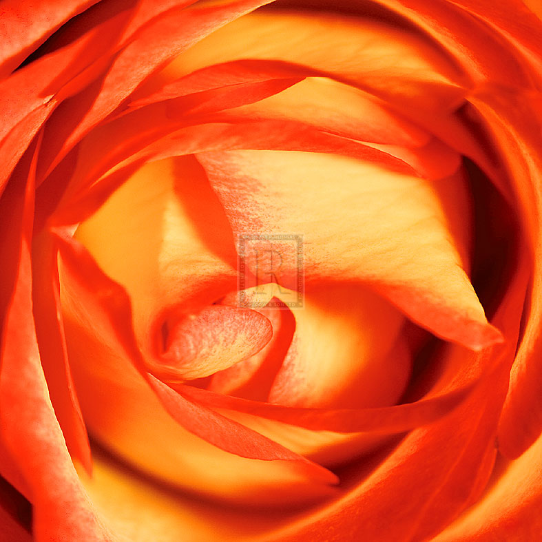 Red Lipped Yellow Rose - Joseph Eta