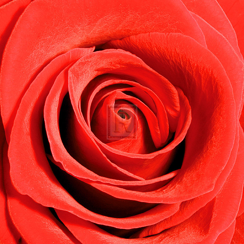 Scarlet Rose - Joseph Eta