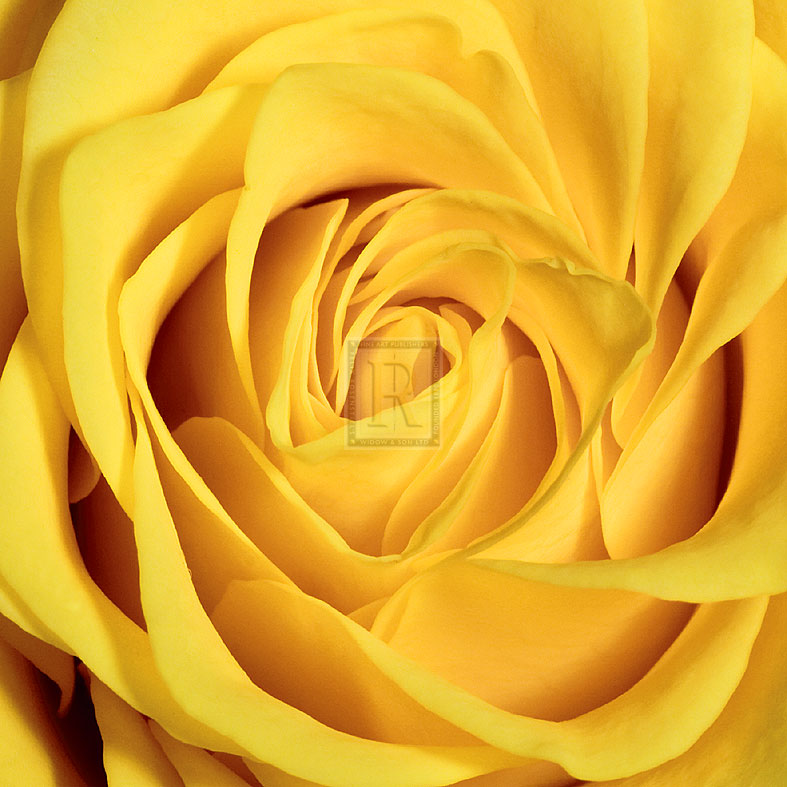 Yellow Rose - Joseph Eta