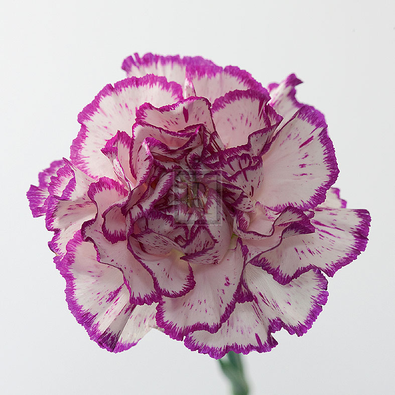 Carnation Creation I - Joseph Eta