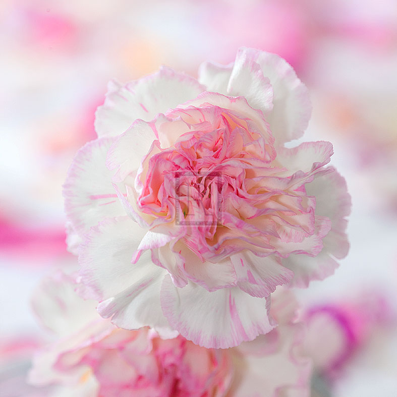 Carnation Creation III - Joseph Eta