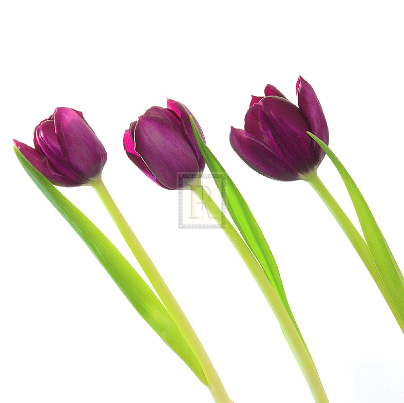 Tulip Trio I - Joseph Eta
