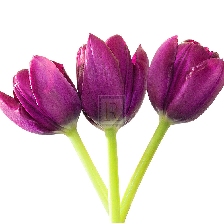 Tulip Trio II - Joseph Eta