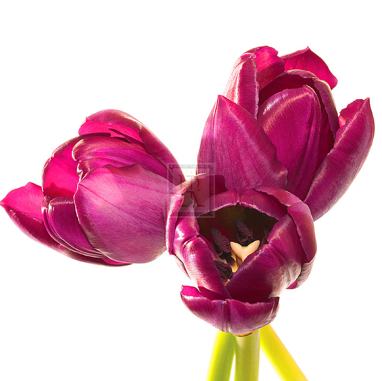 Tulip Trio III - Joseph Eta
