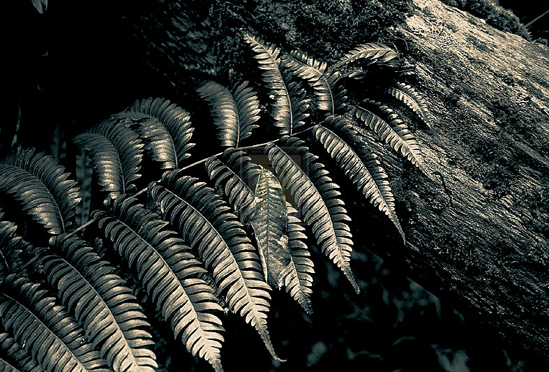 Resting Fern - Andrew Geiger